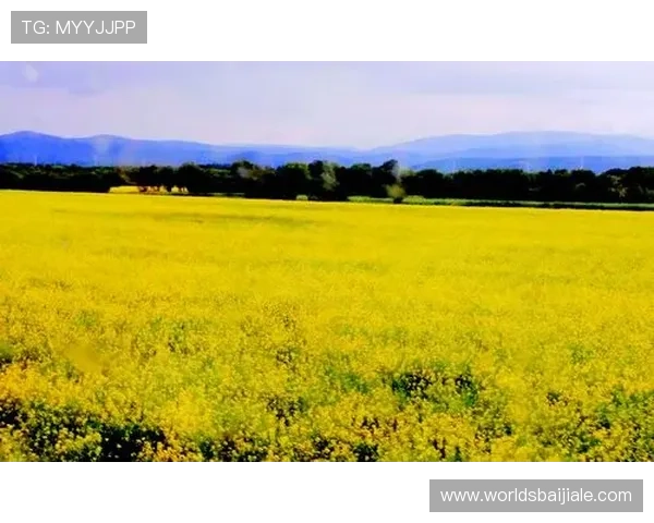 如何通过bg大游真人登录线路官网实现无缝切换多平台登录体验提升指南